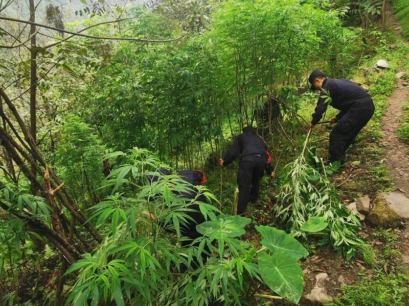 云南泸水:洛本卓边境派出所铲除野生大麻原植物三百余株_手机搜狐网