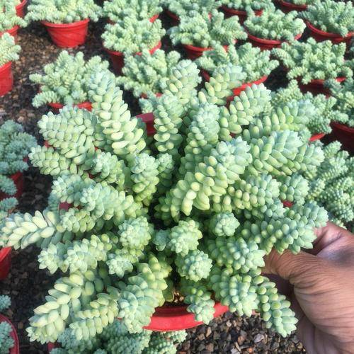 多肉怎么分株繁殖视频 991726c7da4d4d8f852a31d1cef9889c.jpeg