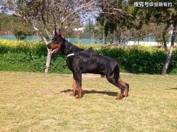 原创威武阳光的德牧和冷艳帅气的杜宾是帅男靓女不二的选择