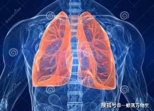 中药怎么治疗肺癌 ec6e166c623243729be6ee6a0fb6b192.jpeg