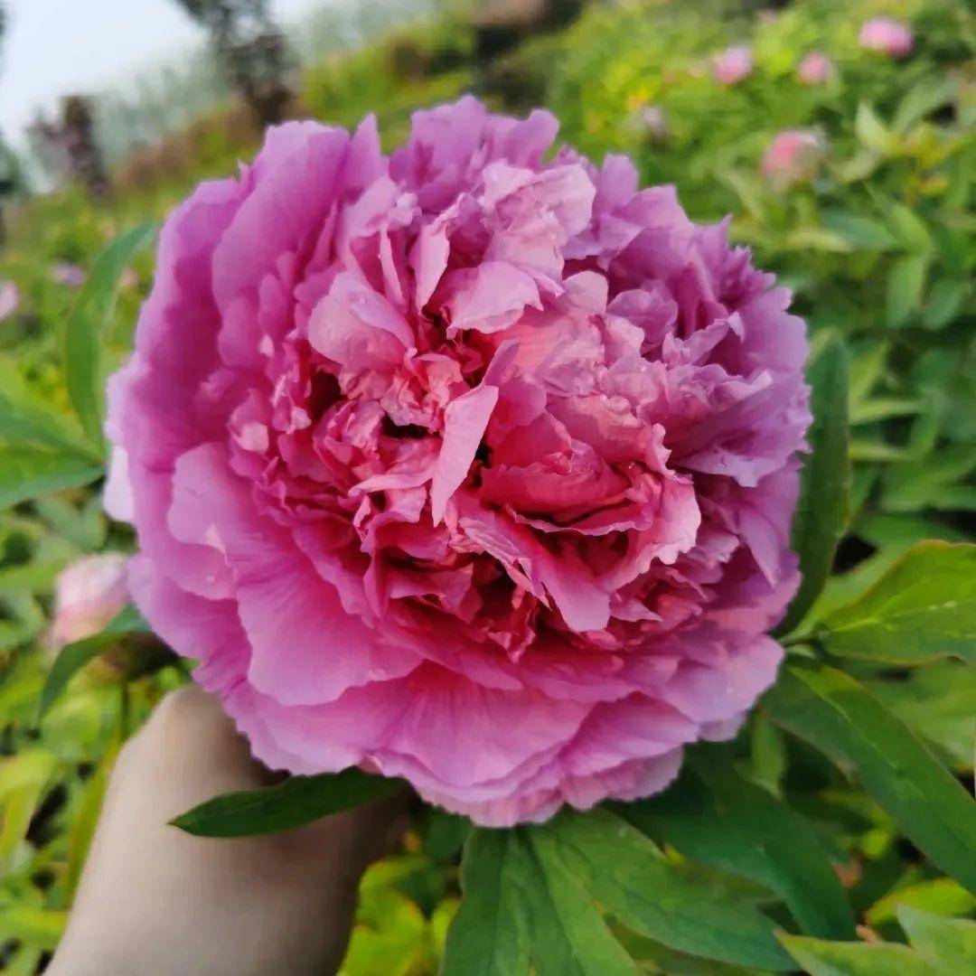 这花只能秋天养,埋土里就活,晚了再等一整年!_牡丹