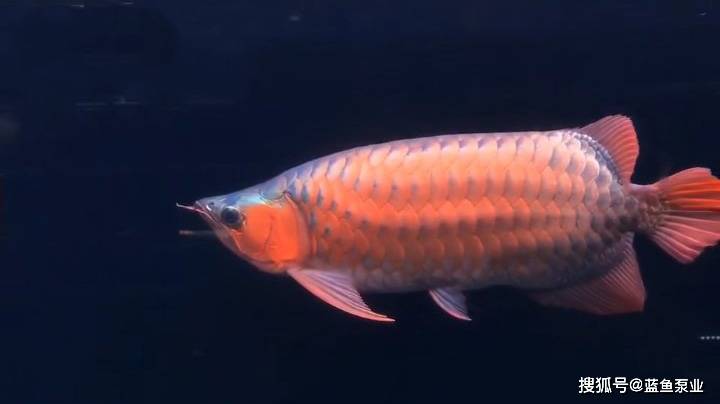 产地|龙鱼产地及各地龙鱼的具体地理分布