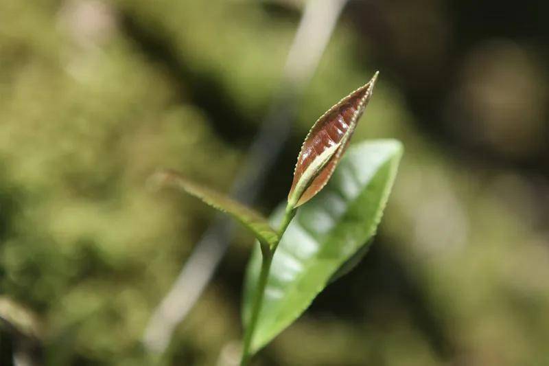 仓储|核心在于仓储是萎凋的延续白茶越陈越香