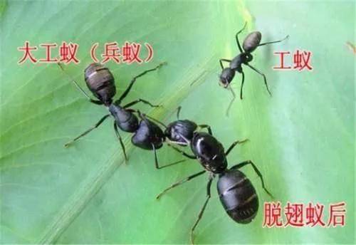 假如蚁后死了剩下的蚂蚁会变得怎么样