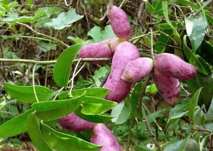 贡品|曾是皇室贡品,儿时当零食吃,如今成热门水果南方1种野香蕉