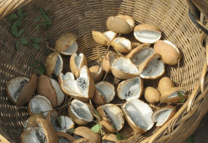 贡品|曾是皇室贡品,儿时当零食吃,如今成热门水果南方1种野香蕉