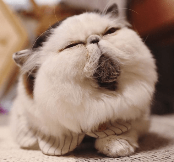 eb2905a7a7ea4e6f90967e5b1e43e0e7.png