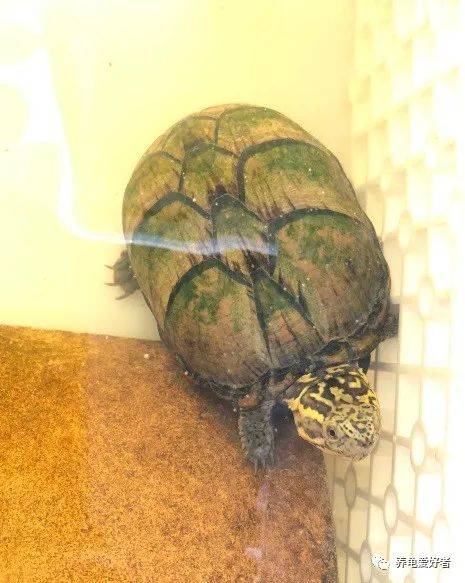 怎么养乌龟才能不让乌龟死 1cd69b4f7af0455cbcf4abc0fecb13aa.jpeg