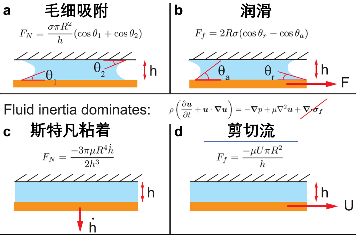 人以慢速前进时,比如1cm/s, 前进中的表面张力的吸附作用要占主导地位