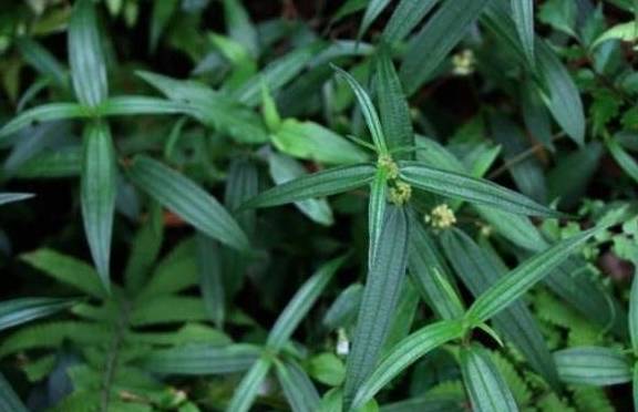 山上人参长得什么样 5f03fff89e0f42298cc1db151738f7bd.jpeg