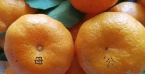 原创原来橘子也分公母?老果农教你3招,保证挑出又甜又好吃的橘子!