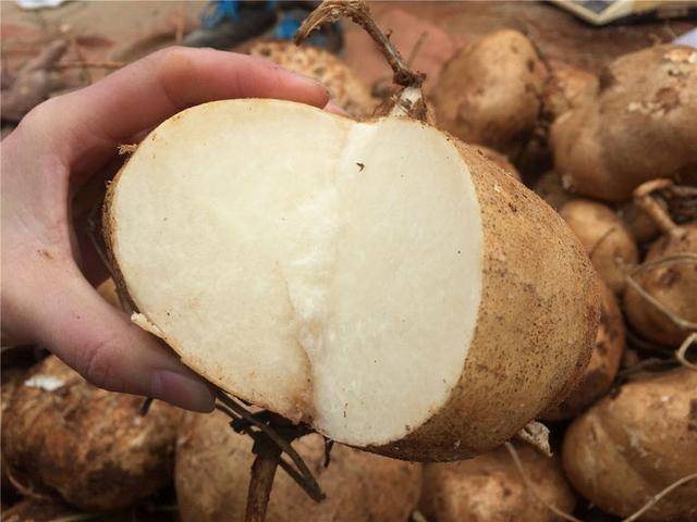 什么时间种姜合适 5ae4bfd9adf54b9db20412d9e2290491.jpeg