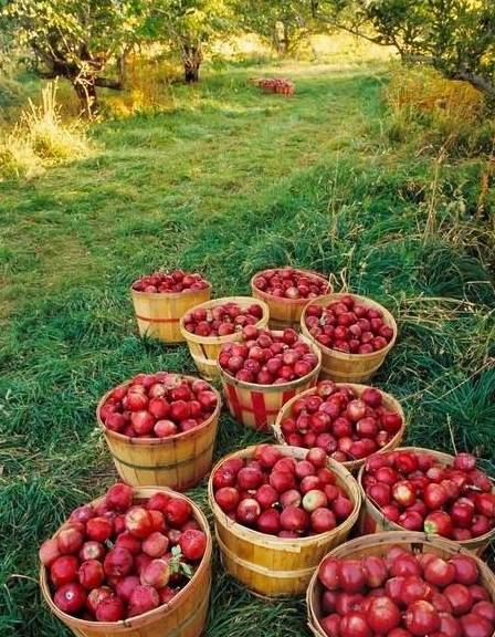 水果|认清水果的特性后再吃吧吃水果减肥吗？减肥最不需要吃的就是它