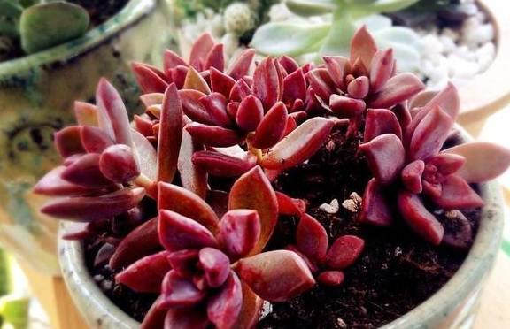 多肉怎么分贵货和普货 a5f2add284f64410aadbfb629e30db89.jpeg