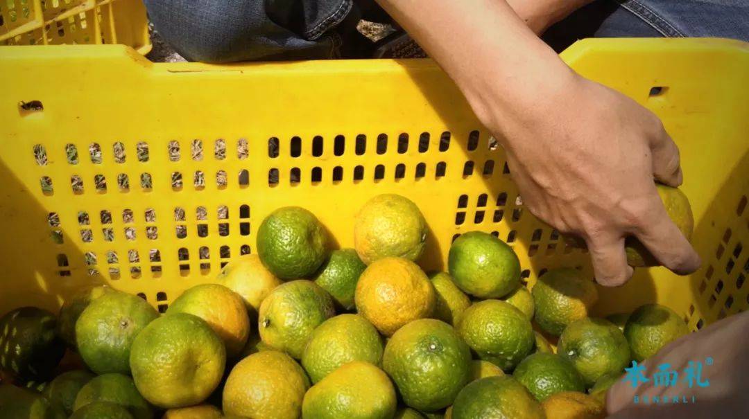 含量|为什么说中国最好的陈皮在江门新会？这次有答案了！