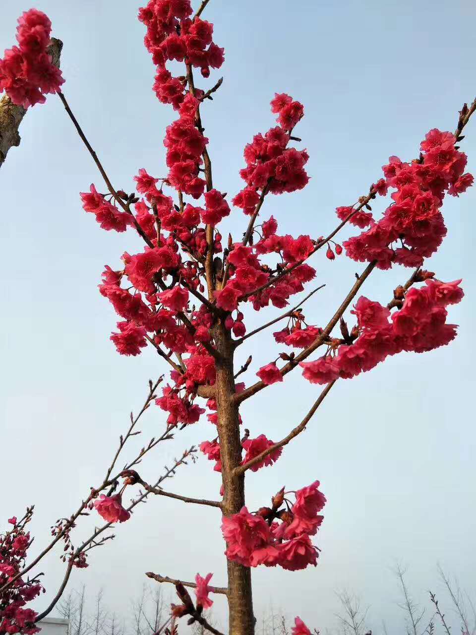 江西樱花 台湾牡丹樱花 重瓣大红色樱花 抚州南城县基地 宏伟彩叶苗木