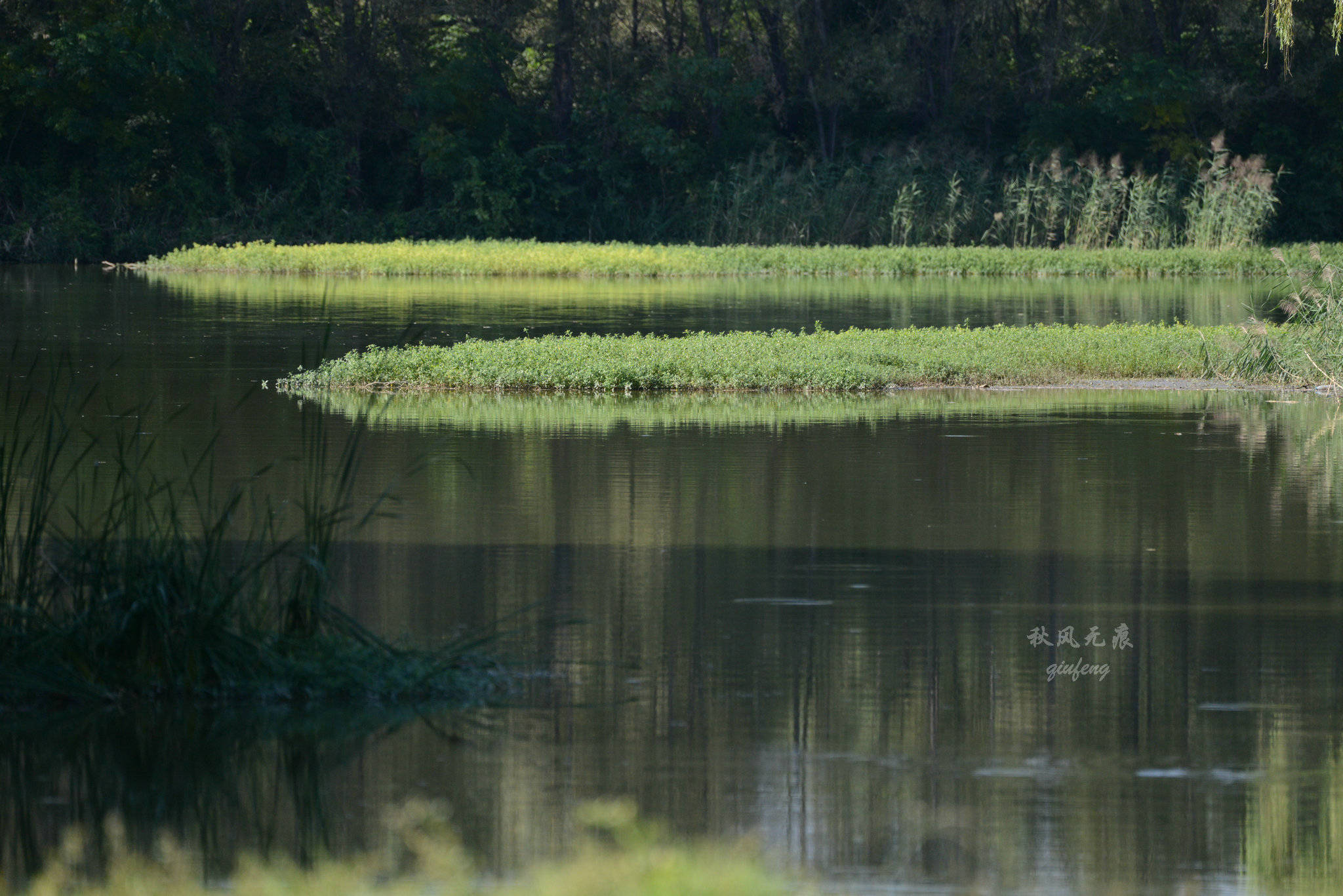 浐灞(|西安蓝里的浐灞，鹭鸶嬉戏，花草灿阳，留下湿地美幻时光