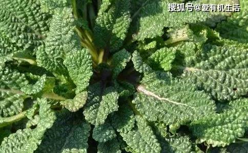 在我国农村很多地方将蛤蟆草当作一种野菜,但它也是我们生活中一种