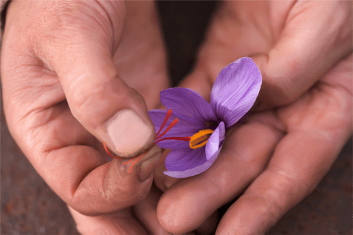 藏红花|西班牙式护肤修“氧” 跟着THALISSI解密肌肤的奢华秘密
