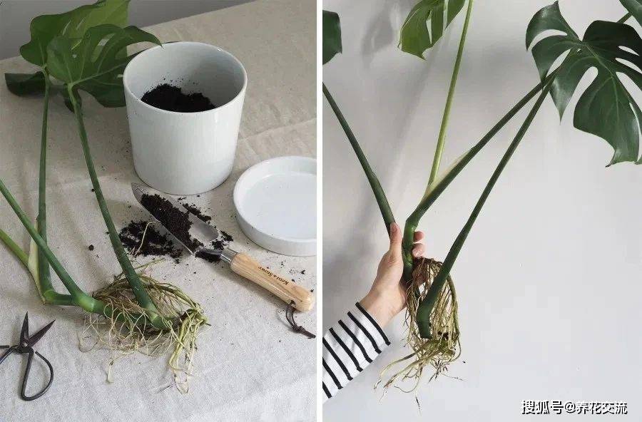 龟背竹水培技巧 ec621e4796074fa59ff904e2b10ba019.jpeg