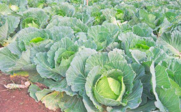 禁忌|而是无知！吃卷心菜的一大禁忌，大家来了解下让人倒下的不是病