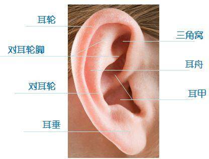 正常的耳廓是这样的.(如下图)
