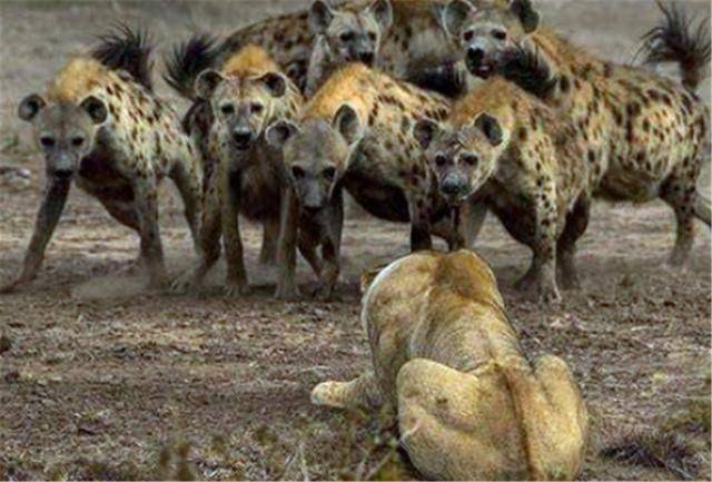 非洲鬣狗臭名昭著,假如遇到它们怎么办?赶狗那套办法能管用吗?