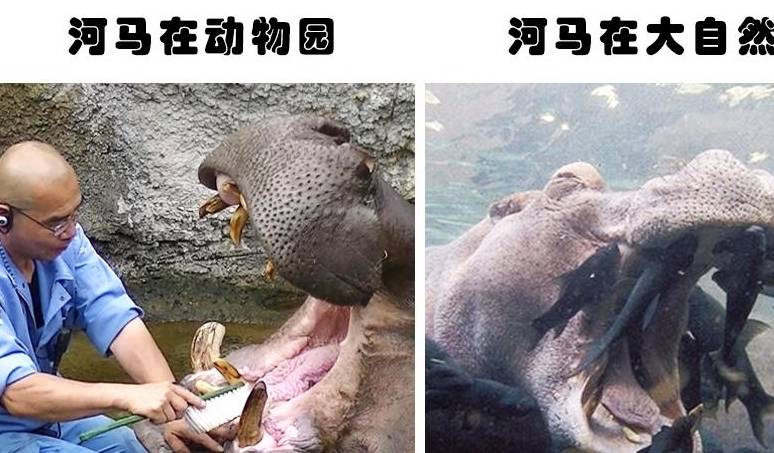 抱脸虫现实中有吗 09df981665174d1a90bbd391ad57289f.jpeg