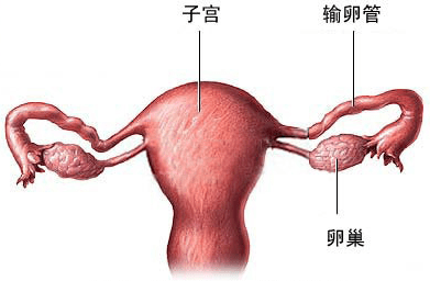 每个月按时来月经,是不是可以说明输卵管是通畅的?