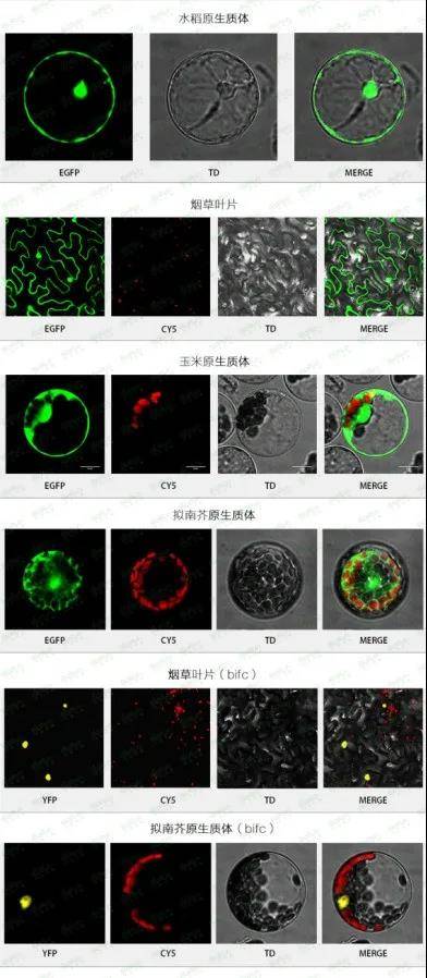 如何做蛋白亚细胞定位实验?_荧光