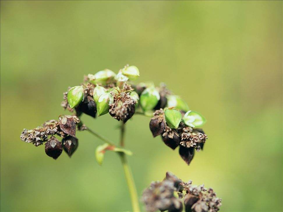 通辽|小小荞麦花洁白又无瑕，芳香四溢沁心脾，蜂飞蝶舞迷人美