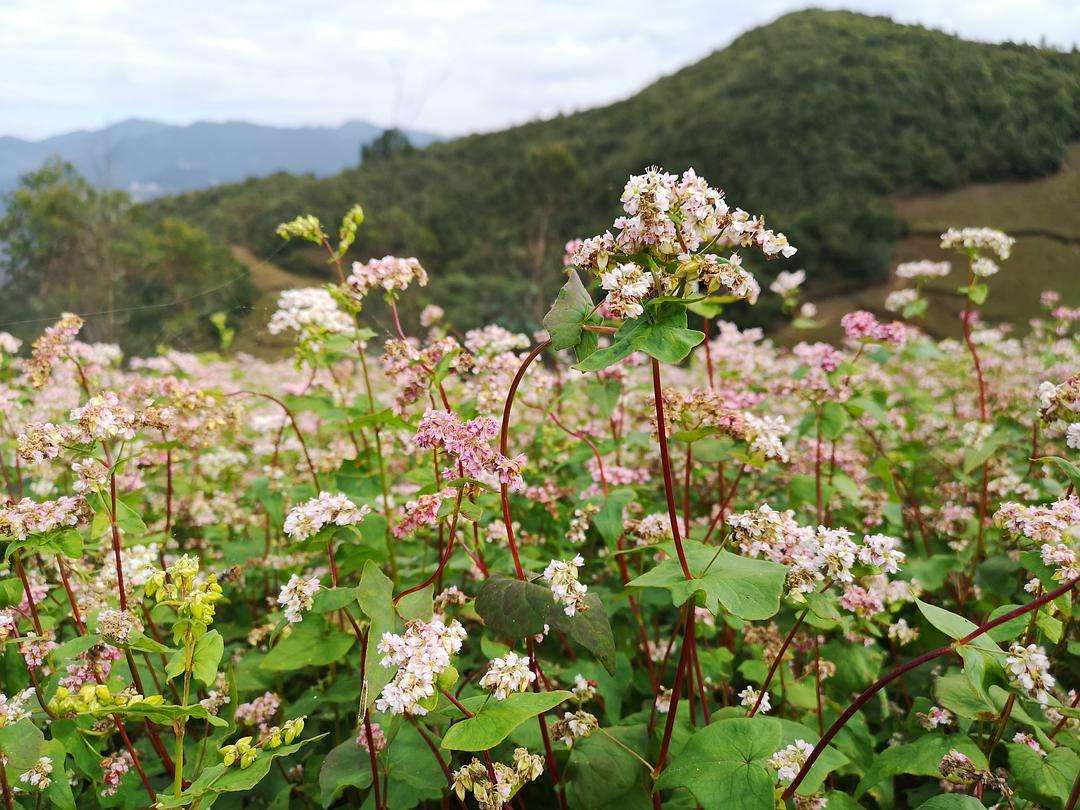 通辽|小小荞麦花洁白又无瑕，芳香四溢沁心脾，蜂飞蝶舞迷人美