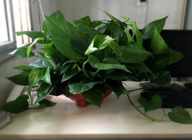 绿萝怎么养才能更旺盛叶子更大 92b0ec845571498dbfb6eec2b740af04.jpeg