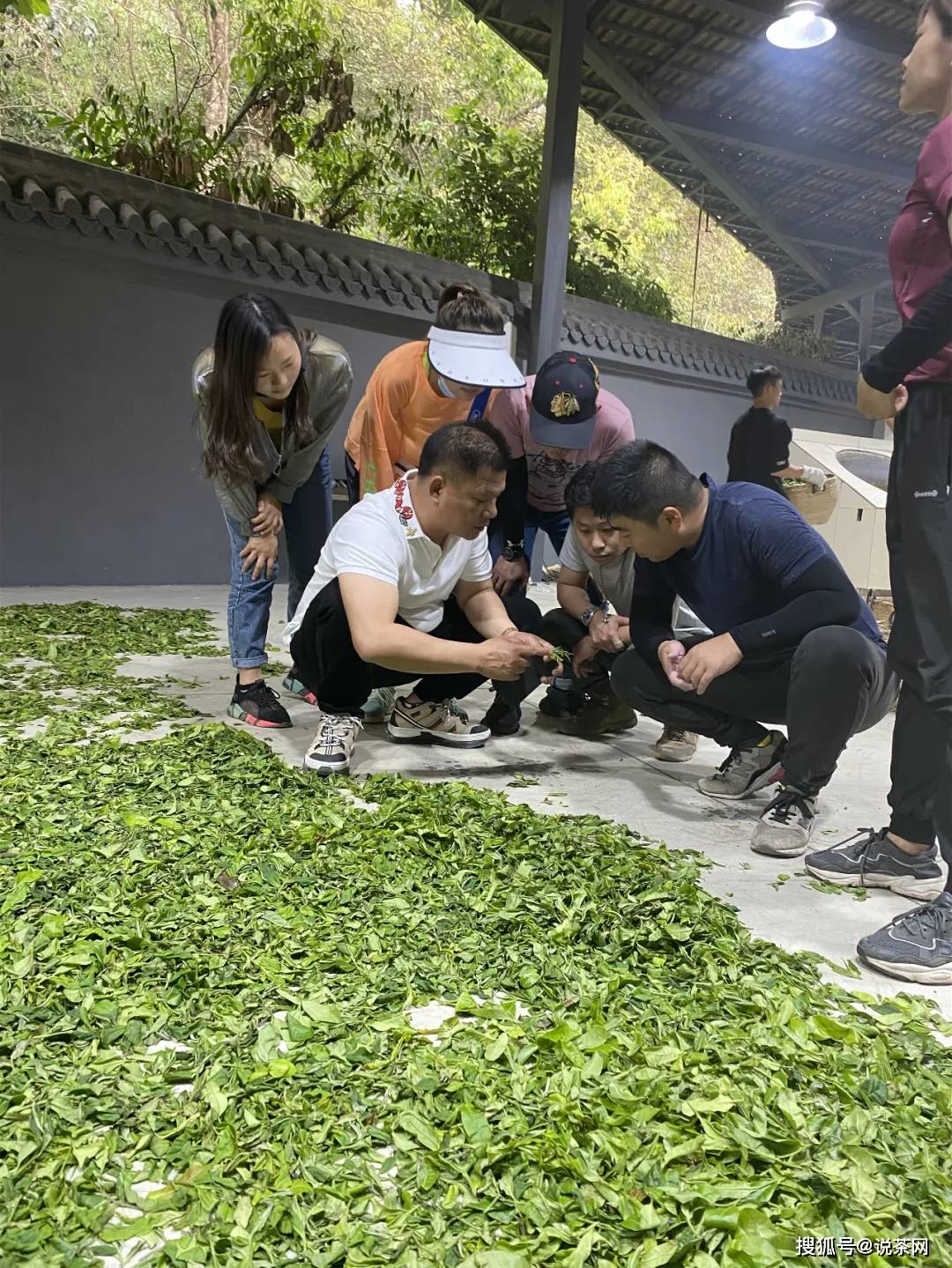 鲜叶|你一定不知道！决定普洱茶生死的一道工艺