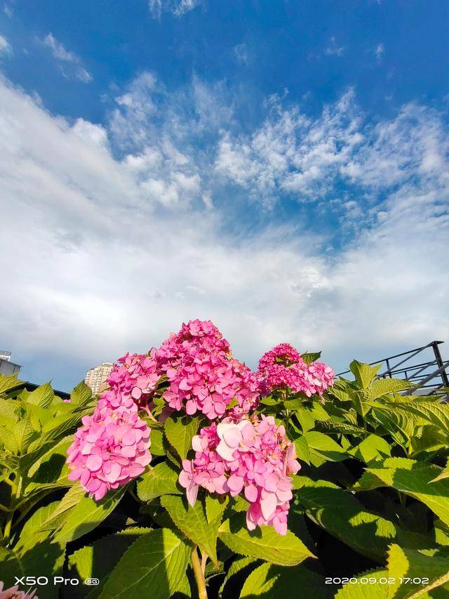 vivo|用了三个月，来看看vivo转型之作X50Pro真正带来了什么？