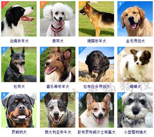 狗狗的排名大全_狗狗智商排名图片大全