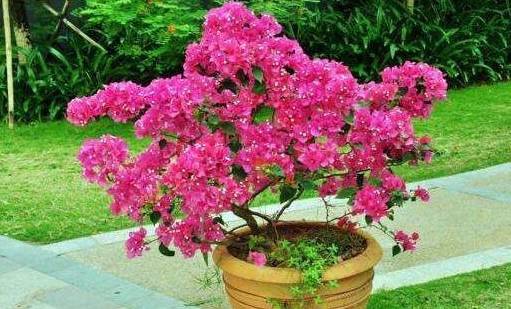 绿叶子很小的三角梅品种 9a177d93d9994a02bc27c3549508c8f1.jpeg