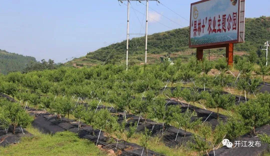 四川开江"果林"农业主题公园 经济,生态双丰收_回龙镇
