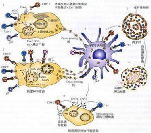 诺福sporicide,杀芽孢的诺福消毒液,诺福洁净区用杀孢子剂