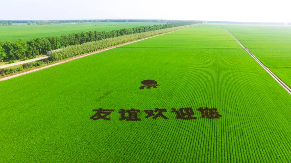 黑龙江这些万亩大良田,满满都是端牢中国饭碗的骄傲!