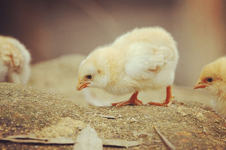 人财蛋鸡猜一个成语_养一个蛋鸡的鸡笼图片