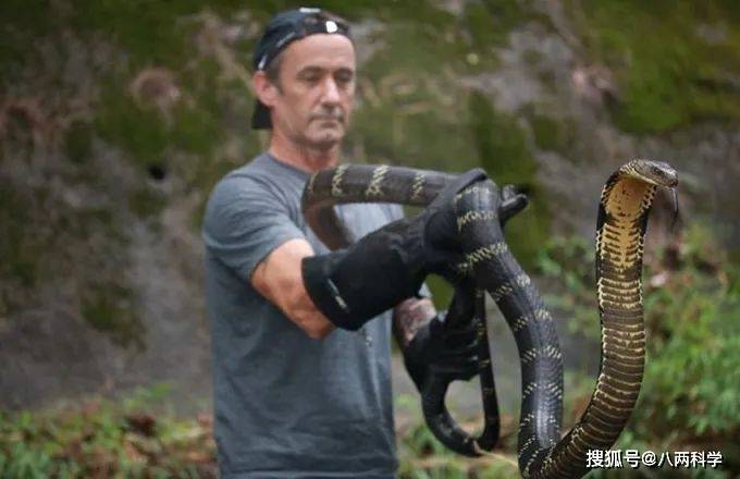 毒蛇之王:身体可直立1/3,连同类也吃,大象遇见了也退避三尺!