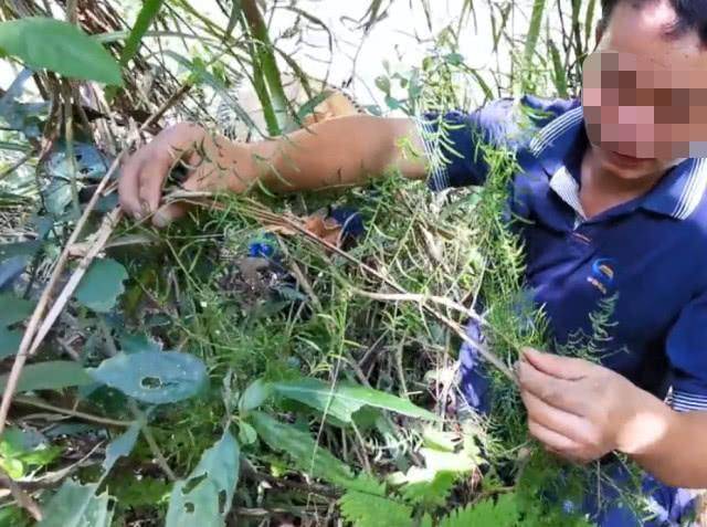 块茎植物怎么种 6932fa3db781447fb181e4f45a78def8.jpeg