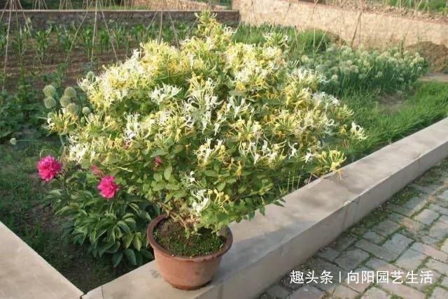 金银花怎么搭盆_乐可金银花露