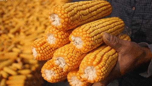 9ec8b36cd06b456583ba50e74c906478.gif