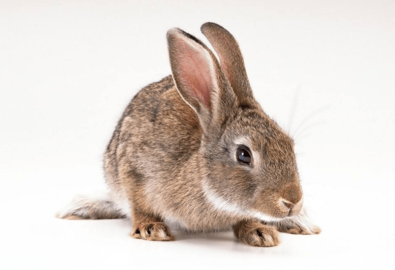 怎么拥有一只兔子 a73230794f8840df9d94e00039cc21a9.png