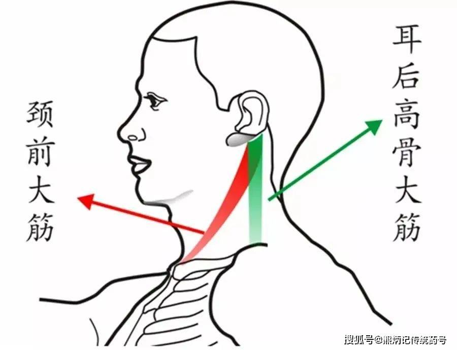 如何按揉耳后高骨大筋呢?