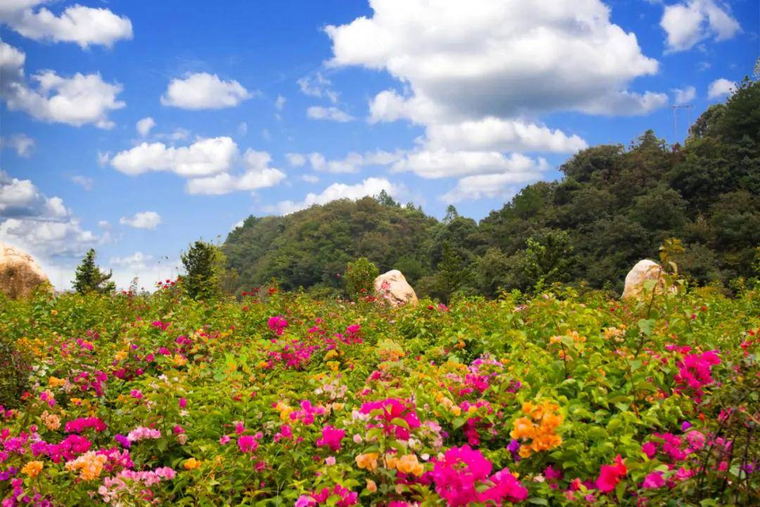 茶陵县茶乡花海景区漫步初秋风景静赏花色正浓