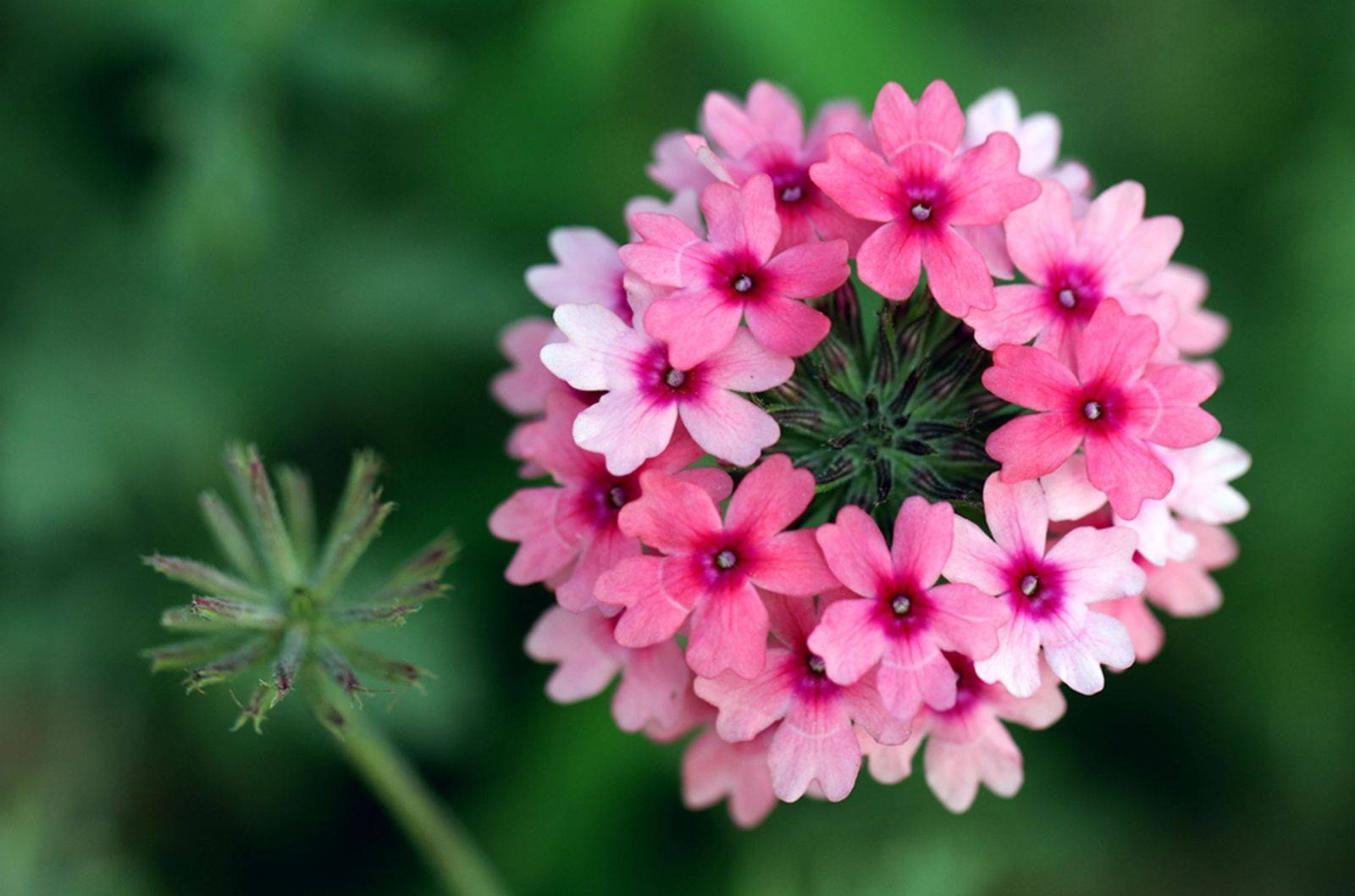 秋天|里边加点“料”，不用担心花烂根啦！秋天给植物换盆