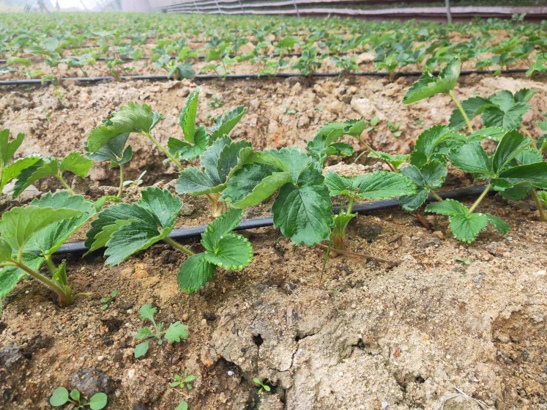 【注意】秋茬蔬菜定植要警惕各种死苗现象!